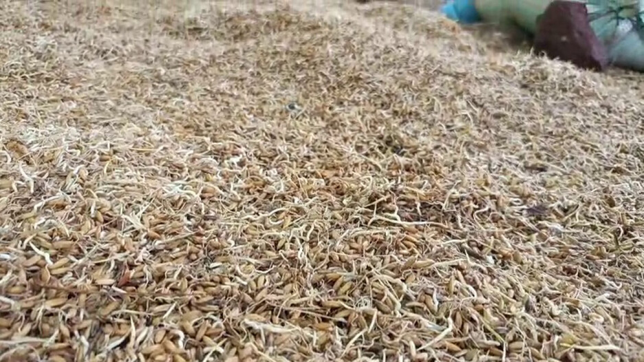 Paddy Problem: ଧାନ କିଣା ଶେଷ...ଖୋଲା ଆକାଶ ତଳେ ଗଜା ଧାନକୁ ଜଗି ରହିଛନ୍ତି ଚାଷୀ