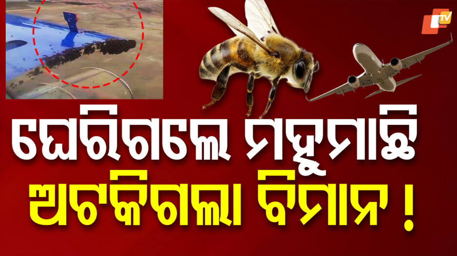 Swarm of Bees Delays Indigo Flight: ବିମାନରେ ବସିଲେ ମହୁମାଛି, ଉଡ଼ାଣ ଘଣ୍ଟାଏ ବିଳମ୍ବ
