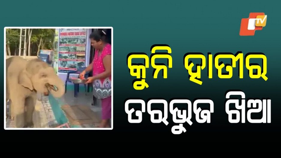 Viral Video: କୁନି ହାତୀକୁ ଖୁଆଇଦେଲେ ତରଭୁଜ, ହାତୀ-ମଣିଷ ସମ୍ପର୍କର ନିଆରା ଦୃଶ୍ୟ