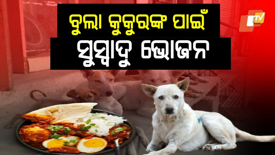Stray Dogs: ଦେଶରେ ପ୍ରଥମ: ଏହି ରାଜ୍ୟରେ ବୁଲା କୁକୁରଙ୍କୁ ଦିଆଯିବ ଚିକେନ୍, ଅଣ୍ଡା ଓ ଭାତ