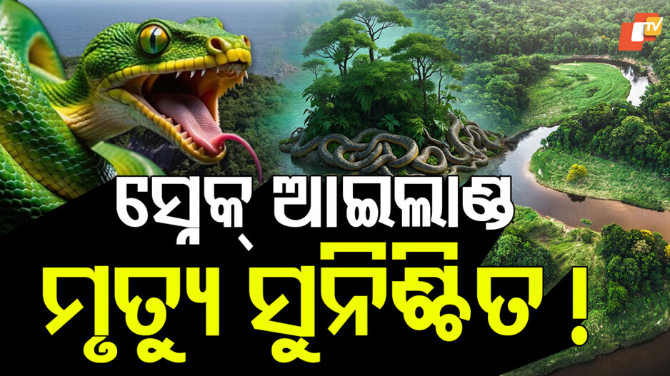 ଯୁଆଡେ ଚାହିଁବେ କେବଳ ସାପ ହିଁ ସାପ