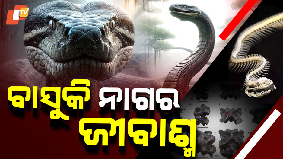 Vasuki Indicus: ସବୁଠାରୁ ବଡ଼ ସାପ କିଏ ? ଆନାକୋଣ୍ଡା, ନା ବାସୁକି ନା ଟାଇଟାନୋବୋଆ ?