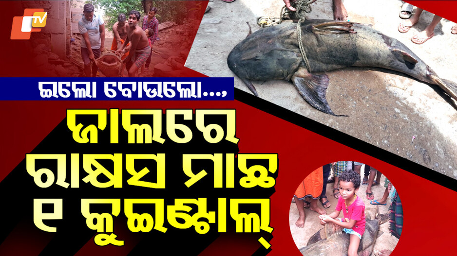 Monster Fish: ମହାନଦୀରୁ ମିଳିଲା ରାକ୍ଷସ ମାଛ...ପାଖକୁ ଗଲେ ଗିଳି ଦେବ, ଓଜନ...