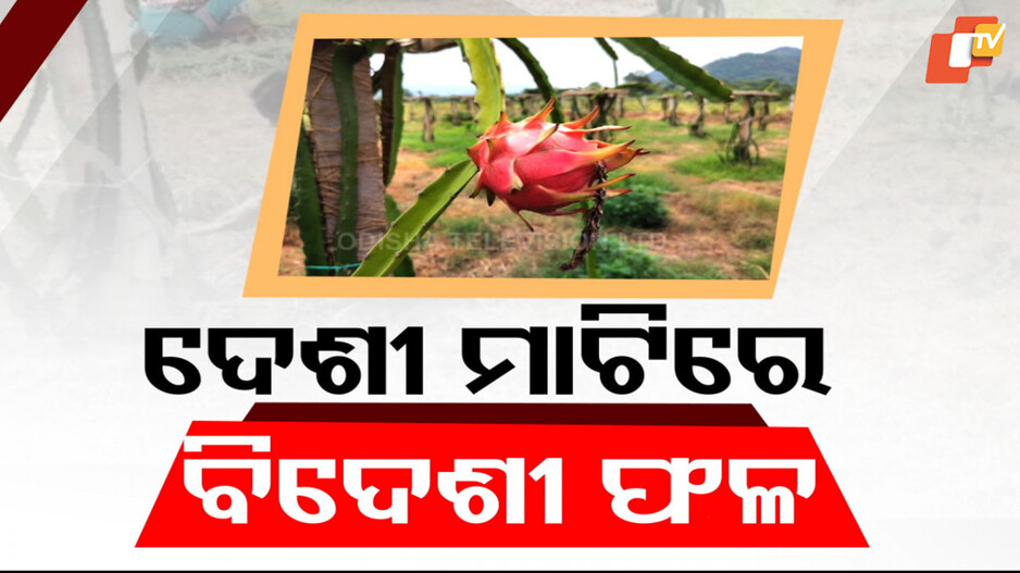 Dragon Fruit Farming in Odisha: ଦେଶୀ ମାଟିରେ ବିଦେଶୀ ଫଳ