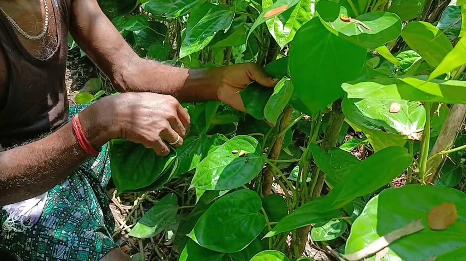 Betel Leaf Farming: ସରକାରୀ ପ୍ରୋତ୍ସାହନ ନାହିଁ...ପାନଚାଷରୁ ମୁହଁ ଫେରାଇଲେଣି ଚାଷୀ