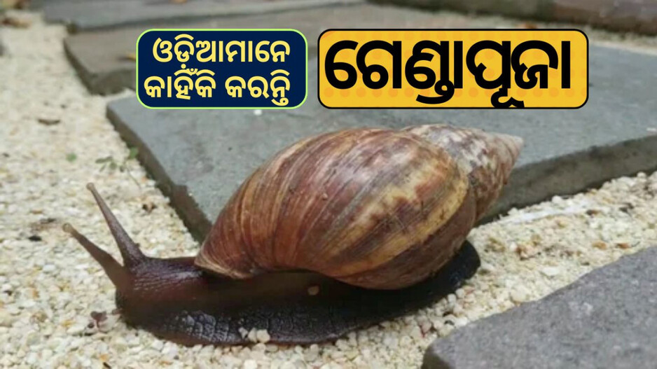 Chitau Amavasya: ଚିତୋଉ ଅମାବାସ୍ୟାରେ କାହିଁକି ପୂଜା ପାଆନ୍ତି ଗେଣ୍ଡା?