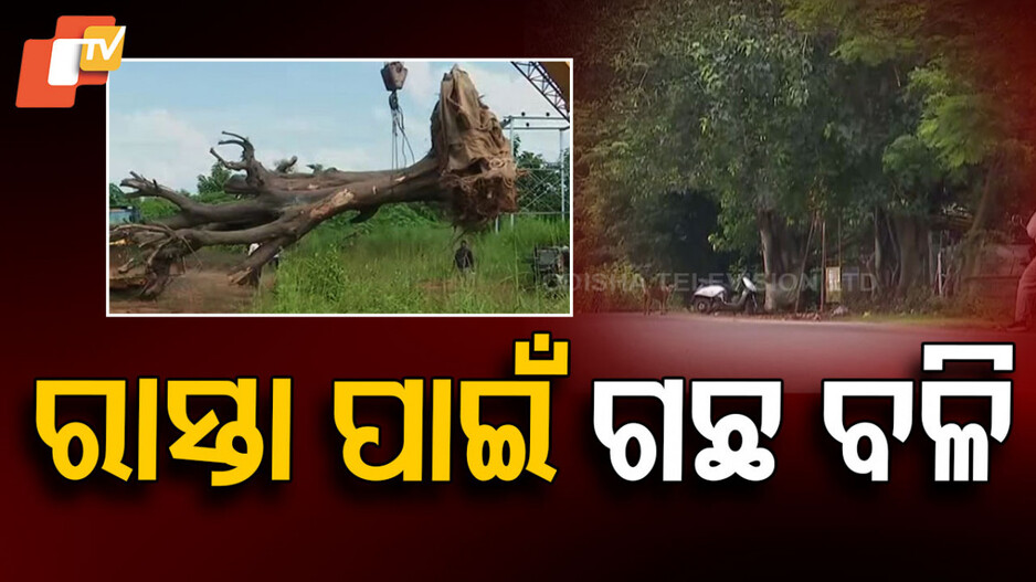 Tree Transplantation: ରାସ୍ତା ସଂପ୍ରସାରଣ ପାଇଁ ଗଛ ବଳି