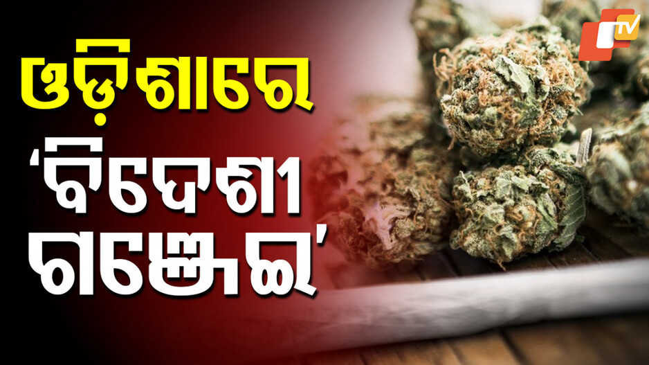 Marijuana Seized: ରାଜଧାନୀରୁ ମିଳିଲା ୩୦ କୋଟିର ମାରିଜୁଆନା; ଜବତ କଲା କଷ୍ଟମସ ବିଭାଗ...