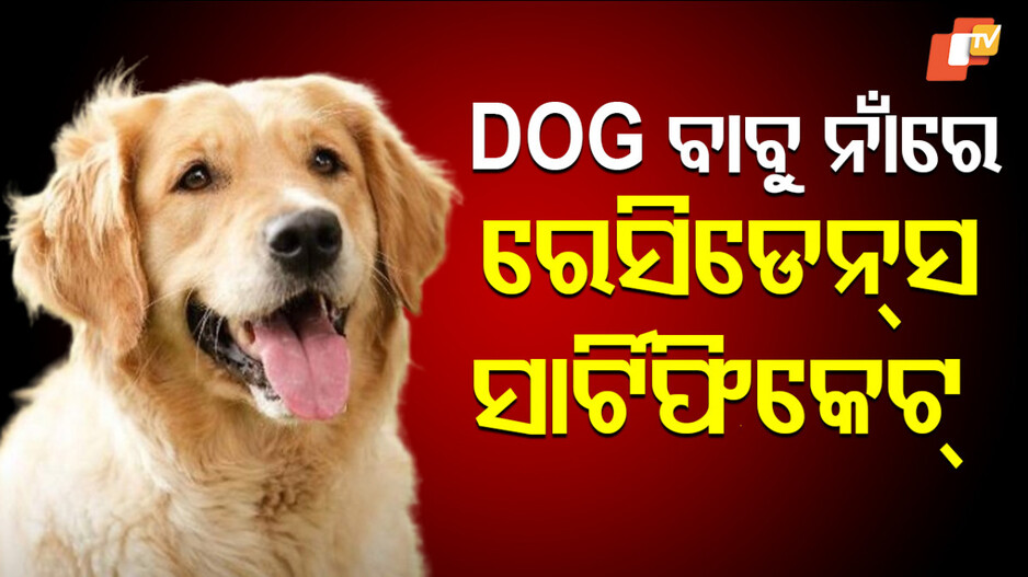 Dog Gets Residence Certificate: ରୋଚକ ଘଟଣା: କୁକୁରର ଆସିଲା ରେସିଡେନ୍ସ ସାର୍ଟିଫିକେଟ୍...