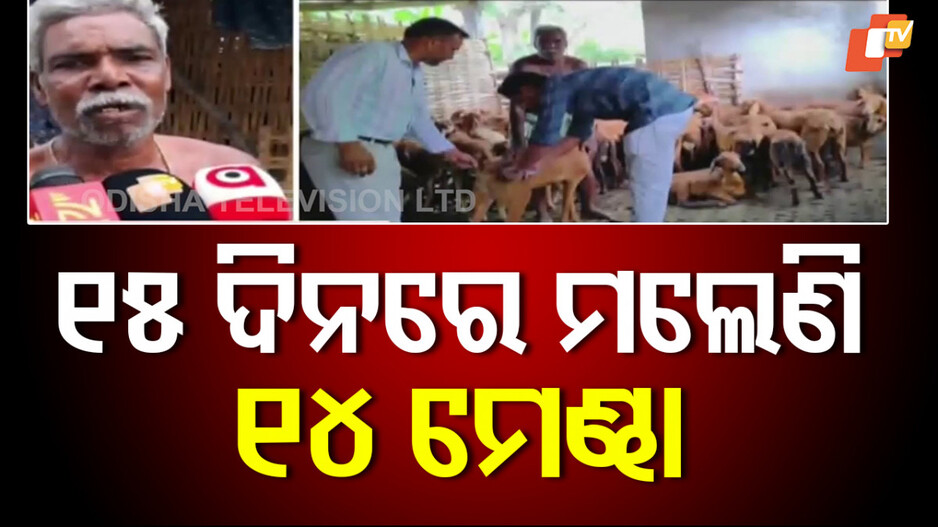 Narasinghpur: Mysterious Disease Kills 14 Sheep in Jena Sahi Village, Farmer Faces Heavy Loss