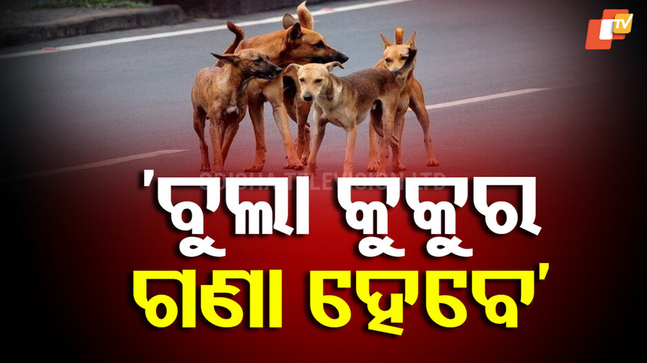 Stray Dog Management: ସର୍ବସାଧାରଣ ସ୍ଥାନରେ କୁକୁରଙ୍କୁ ଖାଇବା ଦିଅନି