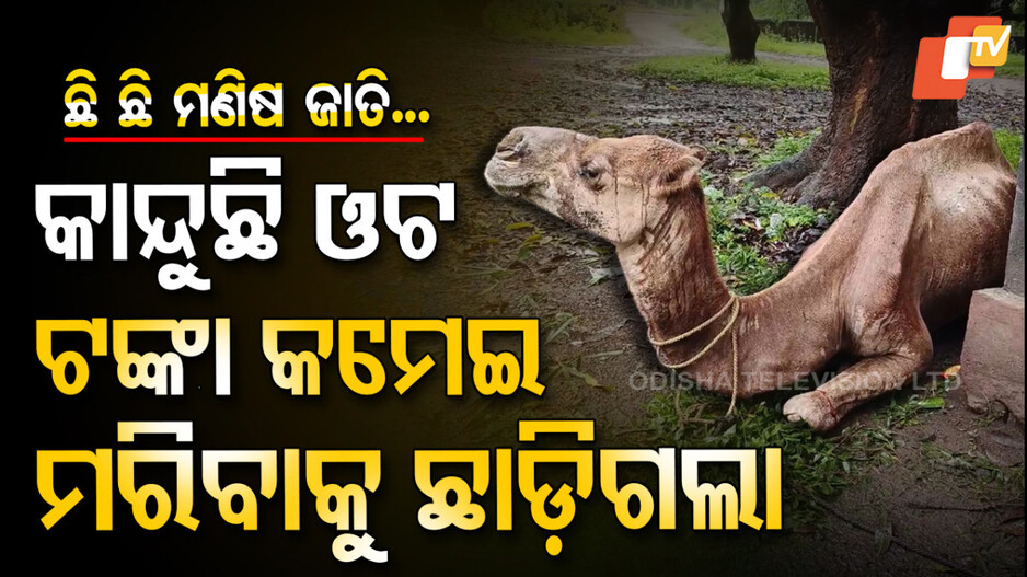 Camel Dies : ଓଟର ଦୁଃଖ କାହାଣୀ, ମାଲିକ ଛାଡ଼ି ଚାଲିଗଲା, ଝୁରି ଝୁରି ମରିଗଲା