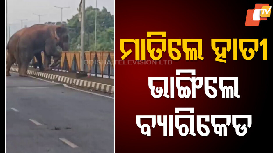 Elephant Menace: ମାତିଲେ ହାତୀ, ଭାଙ୍ଗିଲେ ବ୍ୟାରିକେଡ୍