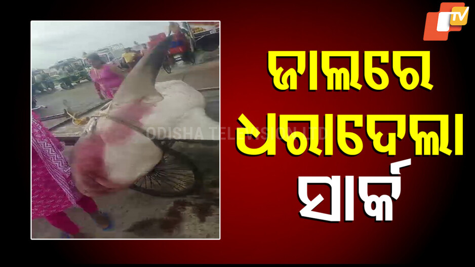 giant shark: ଜାଲରେ ପଡ଼ିଲା ଦୁଇ କୁଇଣ୍ଟାଲ ଓଜନର ସାର୍କ ମାଛ