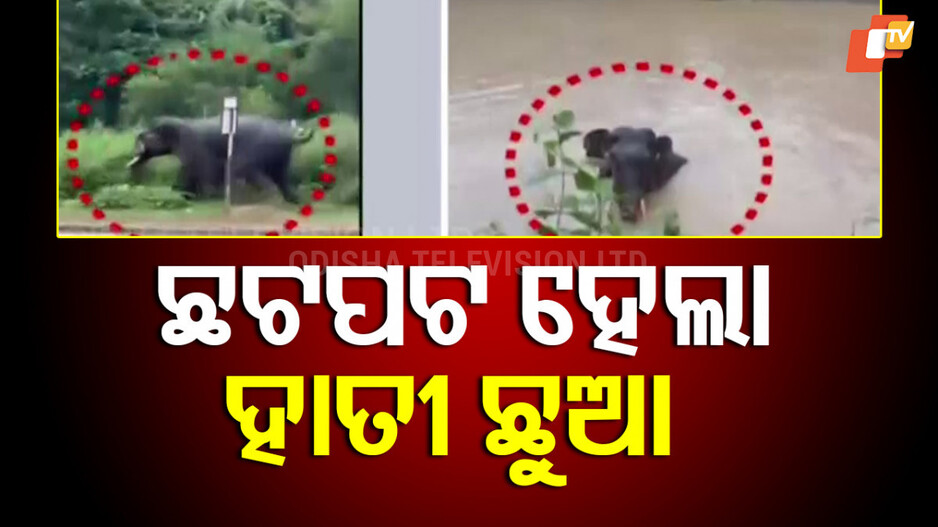 Baby elephant: କେନାଲ ଭିତରେ ଛୁଆ ହାତୀ ଛଟପଟ