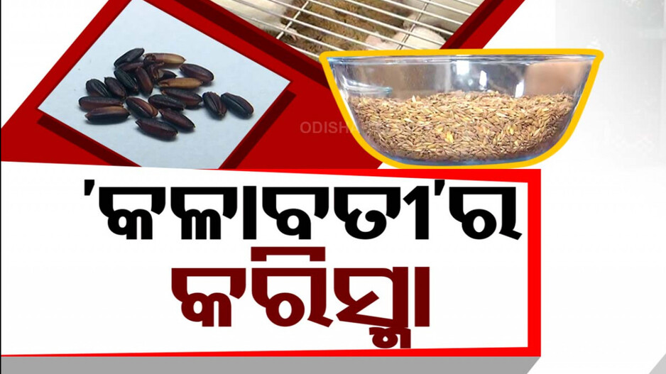 ସାରା ଦୁନିଆ ଦେଖିବ 'କଳାବତୀ'ର କରିସ୍ମା ଅପପୁଷ୍ଟି ରୋକିବ, ଶିଶୁ ଖାଦ୍ୟର ସଂଜ୍ଞା ବଦଳାଇବ !