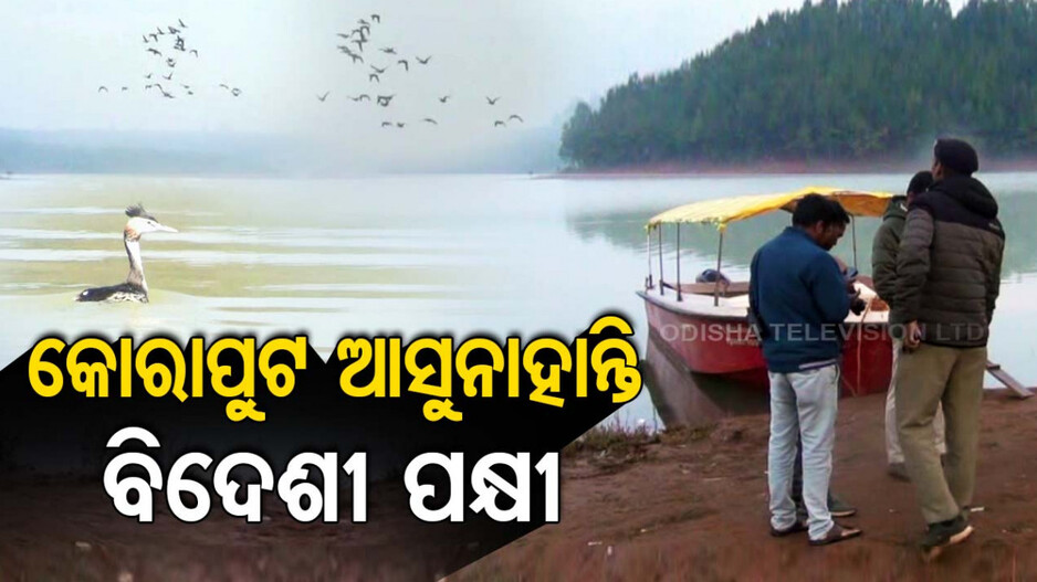 କୋରାପୁଟ ଆସୁନାହାନ୍ତି ବିଦେଶୀ ପକ୍ଷୀ
