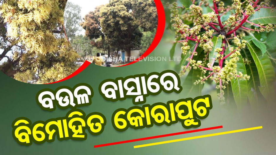 ଆସିଛି ଫଗୁଣ....ସଜେଇ ହୋଇଛି କୋରାପୁଟ