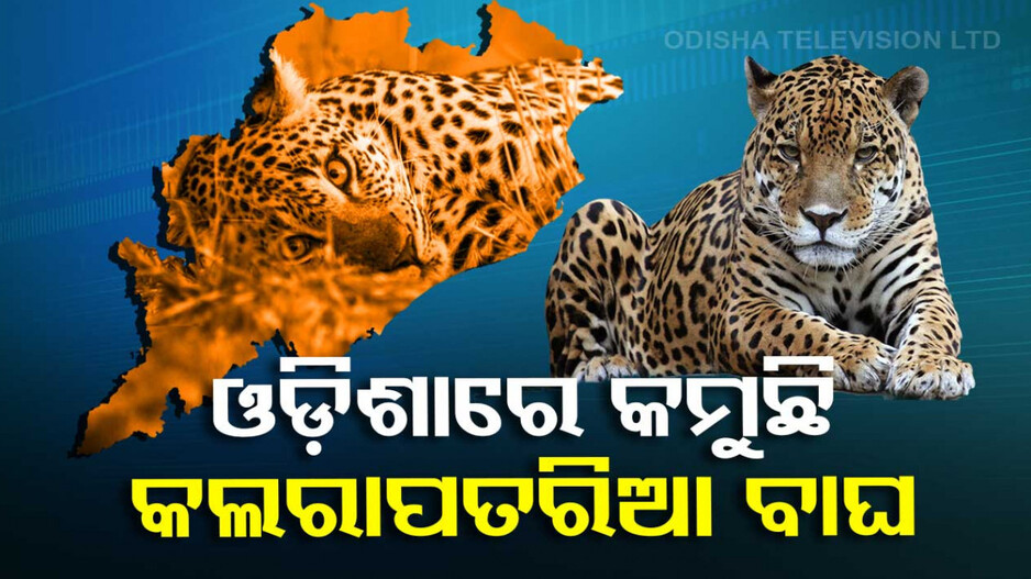 ଓଡ଼ିଶାରେ ଅସୁରକ୍ଷିତ କଲରାପତରିଆ ବାଘ, ୪ ବର୍ଷରେ କମିଲେ ୧୯୨