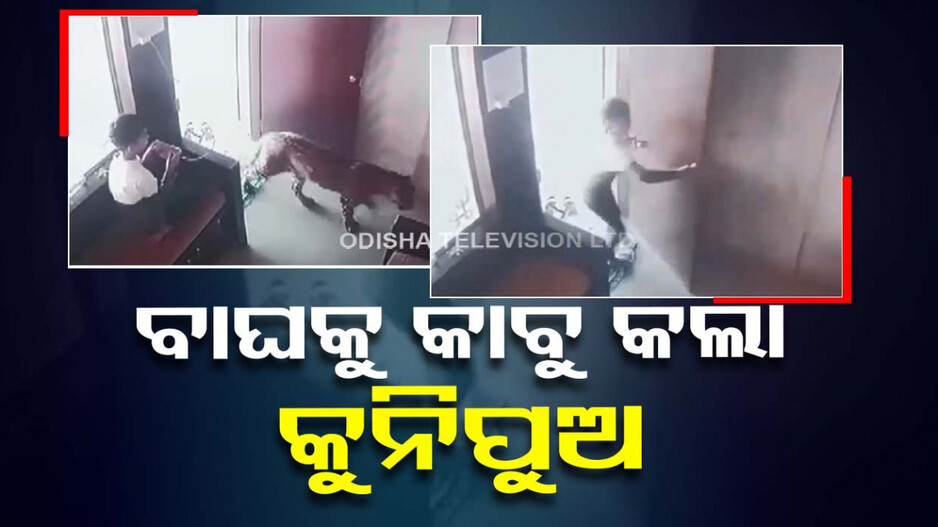 ମୋବାଇଲ ଦେଖୁଥିଲା ଶିଶୁ; ଏତିକି ବେଳେ ପଶି ଆସିଲା ବାଘ, ତାପରେ....