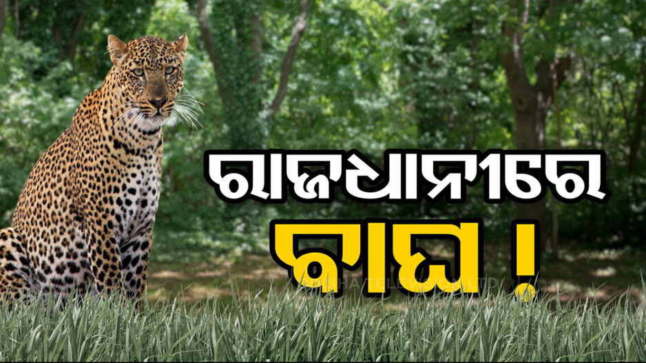 ଭୁବନେଶ୍ବର ବିମାନ ବନ୍ଦରରେ କଲରାପତରିଆ ଆତଙ୍କ, ବାଘ ଧରିବାକୁ ଯନ୍ତା ବସାଇଲା ବନବିଭାଗ