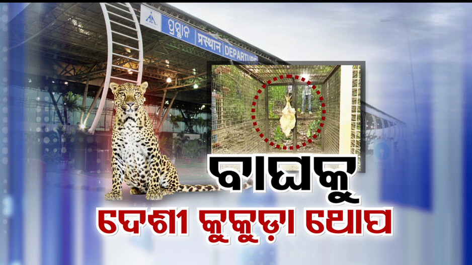 ଭୁବନେଶ୍ୱର ଏୟାରପୋର୍ଟରେ ବାଘ ଆତଙ୍କ