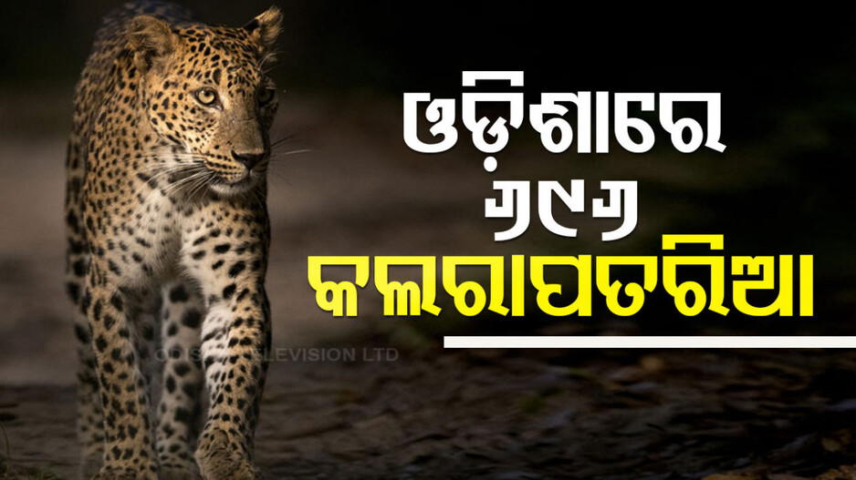 ଓଡ଼ିଶାରେ କମିଛନ୍ତି କଲରାପତରିଆ, ୨୦୧୮ ବେଳେ ଥିଲେ ୭୬୦; ଏବେ ...