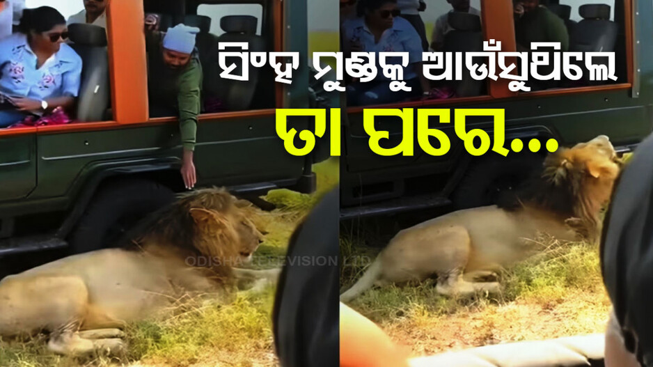 Viral Video: ସିଂହ ମୁଣ୍ଡକୁ ଆଉଁସୁ ଥିଲେ, ହଠାତ୍‌ ଘଟିଲା ଏମିତି...