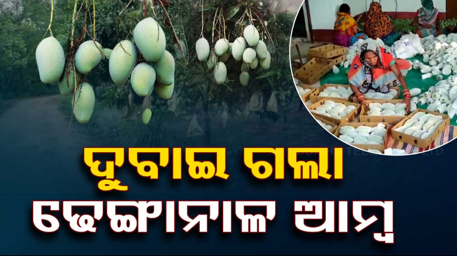 ଢେଙ୍କାନାଳରୁ ସିଧା ଦୁବାଇ ଓ ଇଟାଲୀ ଗଲା ଦେଶୀ ଆମ୍ବ