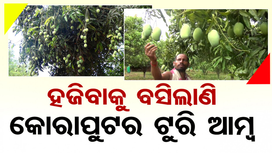 ସବୁଠି ଆନ୍ଧ୍ର ଆମ୍ବର ଡିମାଣ୍ଡ