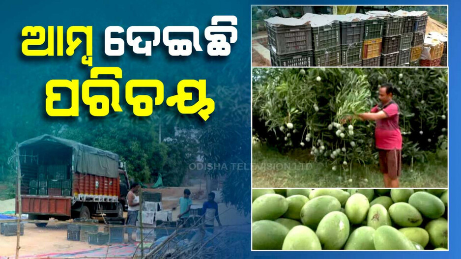 ସଫଳ ଆମ୍ବ ଚାଷୀଙ୍କ କାହାଣୀ