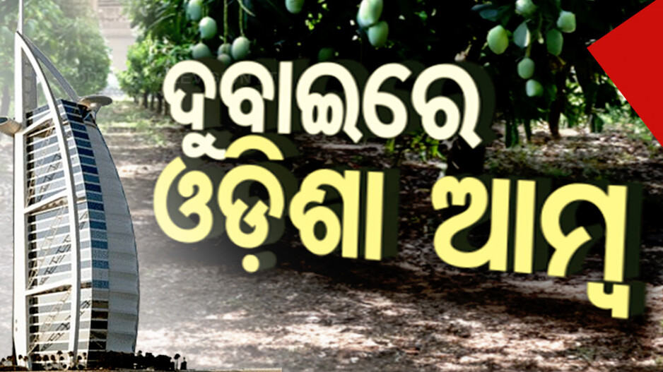 ଦୁବାଇରେ ଓଡ଼ିଶାର 'ଆମ୍ରପଲ୍ଲି' ଆମ୍ବ; ଅନ୍ତଃରାଷ୍ଟ୍ରୀୟ ବଜାରରେ ରହିଛି ବେଶ ଚାହିଦା