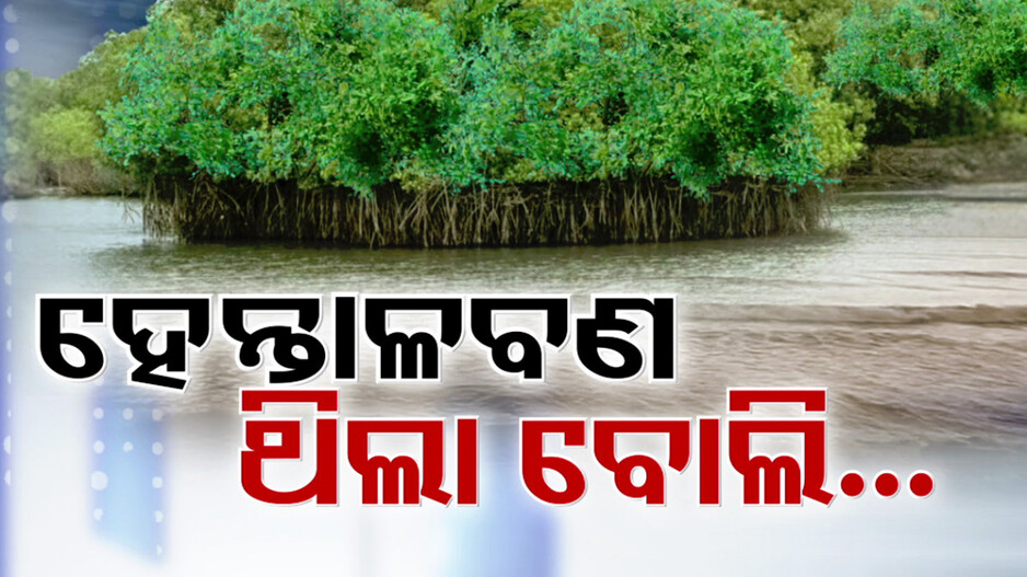 ହେନ୍ତାଳ ବଣ ପାଲଟିଲା ସୁରକ୍ଷା କବଚ