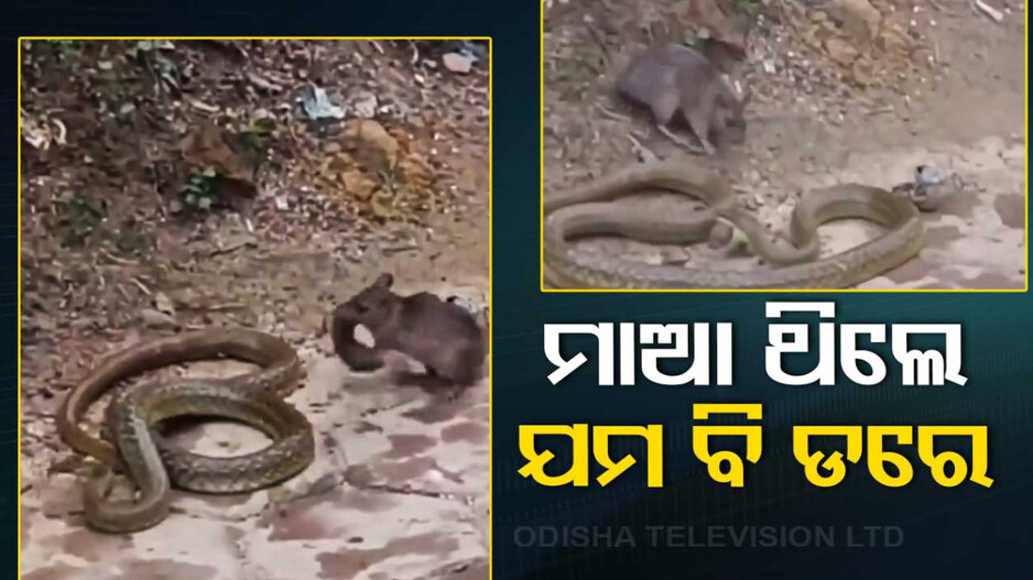 ନାଗ ସହ ଲଢ଼େଇ କରି ଛୁଆକୁ ଛଡ଼େଇ ଆଣିଲା ମା’ ମୂଷା..ଦେଖନ୍ତୁ ଭିଡିଓ..
