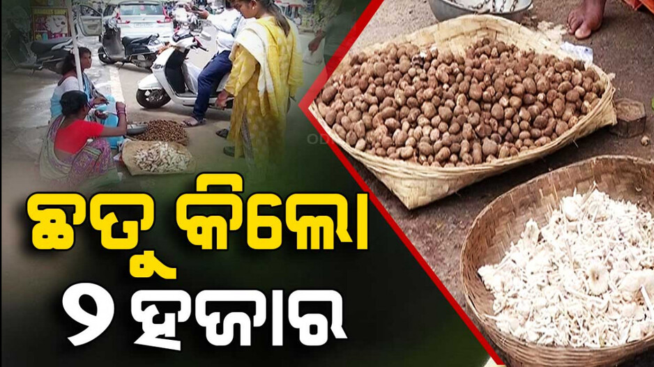 ଛତୁ କିଲୋ ୨ହଜାର..