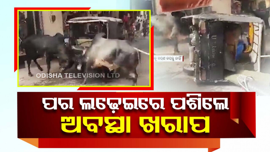 ପର ଲଢ଼େଇ ମଝିରେ ପଶିଲେ ଅବସ୍ଥା ଖରାପ