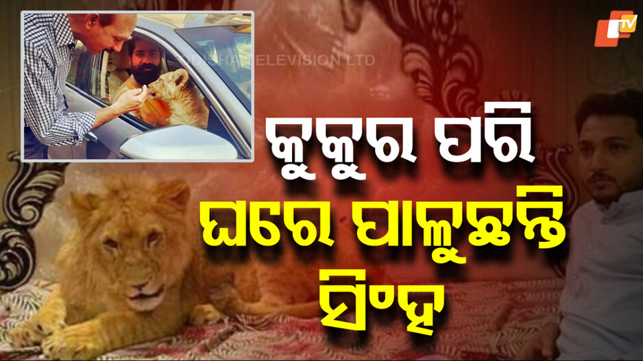 Pakistan: ପାକିସ୍ତାନରେ ଭୟଙ୍କର ଟ୍ରେଣ୍ଡ୍ : ସିଂହଙ୍କୁ ଡ୍ରଗ୍ସ ଦେଇ ପଞ୍ଝା କାଟି ପୋଷା ମନେଇ ରଖୁଛନ୍ତି ଘରେ