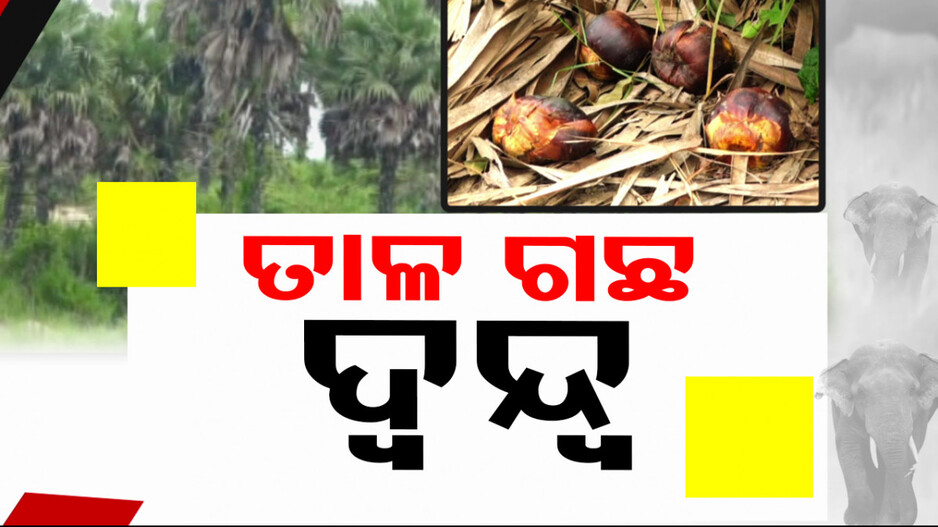 Palm Trees Plantation: ହାତୀ ଡର, ତାଳଗଛ ଚାରା ରୋପଣ ନେଇ ଆଶା-ଆଶଙ୍କାରେ ଚାଷୀ