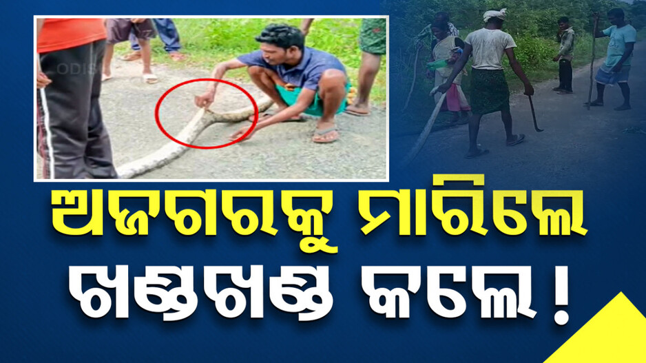 ବର୍ବରତାର ସବୁ ସୀମା ପାର୍; ୧୫ ଫୁଟିଆ ଅଜଗରକୁ ପିଟି ମାରିଲେ, ଖଣ୍ଡଖଣ୍ଡ କଲେ !