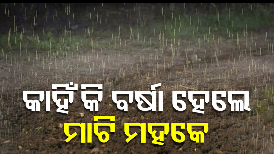 Petrichor Evokes Memories: ବର୍ଷାର ପହିଲି ଛୁଆଁରେ କାହିଁକି ମତୁଆଲା ହୁଏ ମାଟି ? କେଉଁଠୁ ଆସେ ଏ ଭିଜା ମାଟିର ମିଠା ମିଠା ବାସ୍ନା ?