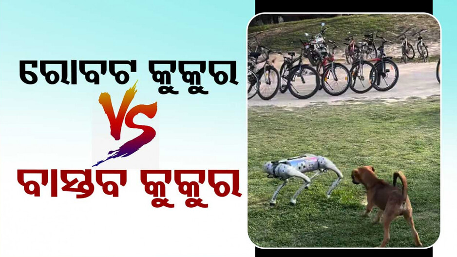 ରୋବଟ କୁକୁର ସହ ଖେଳୁଛି ସତସତିକା କୁକୁର, ଦେଖନ୍ତୁ ଭିଡିଓ ...