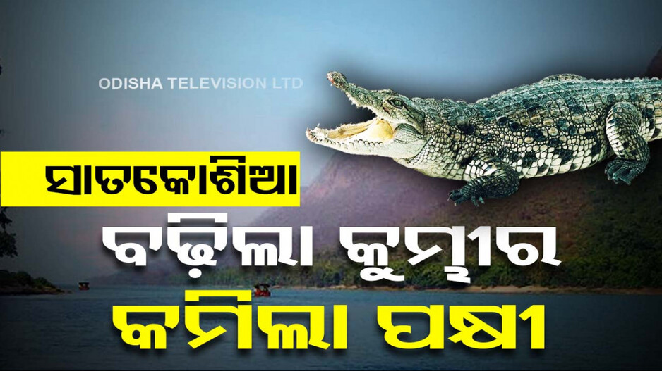 ସାତକୋଶିଆ-ଭିତରକନିକାରେ ବଢ଼ିଛି କୁମ୍ଭୀର ସଂଖ୍ୟା, କମିଛି ପକ୍ଷୀ