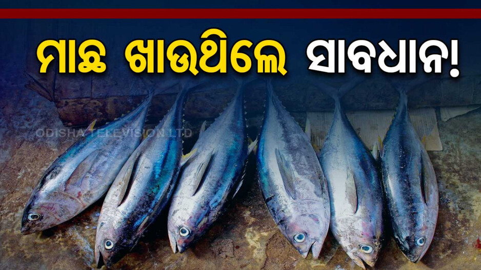 ଏମିତି ବଢୁଛି ମାଛର ଓଜନ; ପ୍ରତିଦିନ ଖାଇଲେ ଚାଲିଯାଇପାରେ ଜୀବନ !!