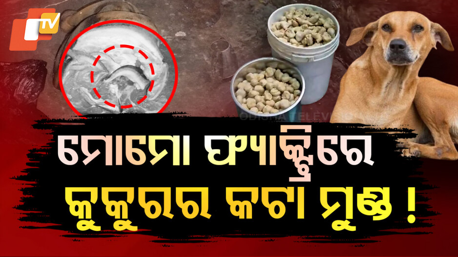 ମୋମୋ ଦୋକାନରେ କୁକୁରର କଟାମୁଣ୍ଡ ! ଫ୍ରିଜରେ ପୋକ ସାଲୁବାଲୁ ମାଂସ