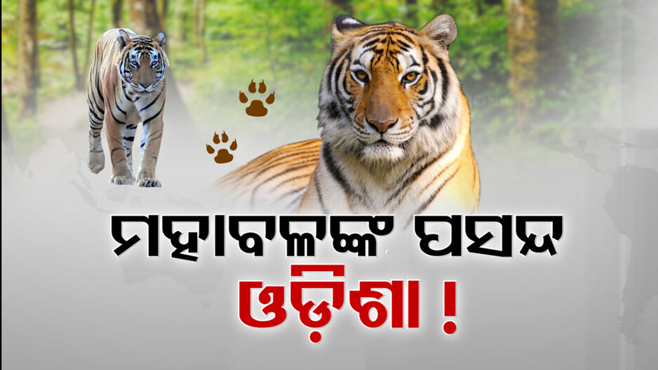 ମହାବଳଙ୍କ ବେଶୀ ପସନ୍ଦ ଓଡ଼ିଶା ଜଙ୍ଗଲ, ସୁନ୍ଦରଗଡ଼ରେ ଆଡ୍ଡା ଜମାଇଛି ମଧ୍ୟପ୍ରଦେଶ ବାଘ !