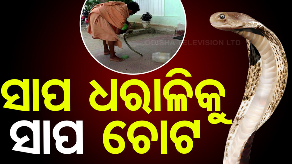 ସାପ ଧରୁ ଧରୁ ମାରିଲା ଚୋଟ, ଅକାଳରେ ଚାଲିଗଲା ସାପ ଧରାଳିଙ୍କ ଜୀବନ; ଦେଖନ୍ତୁ ଦୃଶ୍ୟ