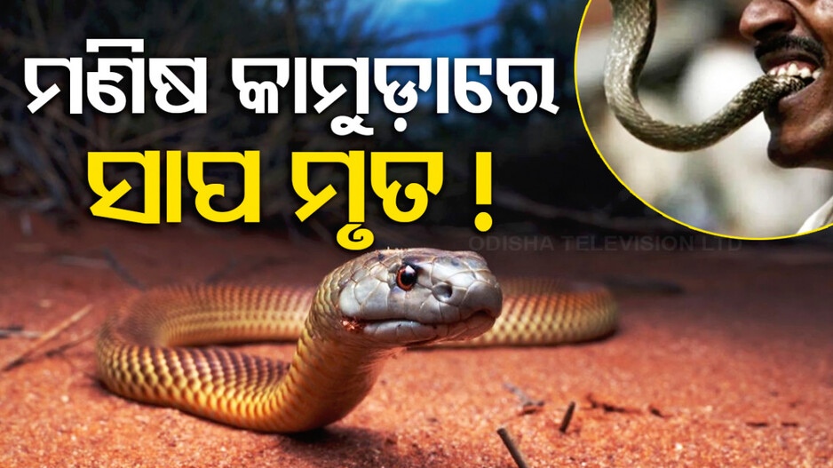 ବିଶ୍ୱାସ ନହେଲେ ବି ସତ...ରେଳ କର୍ମଚାରୀଙ୍କ କାମୁଡ଼ାରେ ଗଲା ସାପର ଜୀବନ !