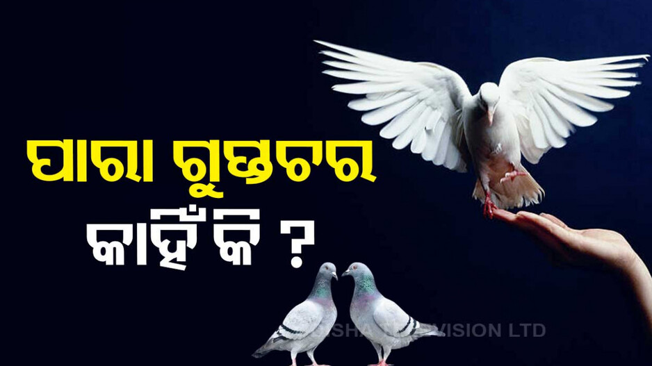 କାହିଁକି ଗୁଇନ୍ଦା କାମ କରେ ପାରା...କ’ଣ ରହିଛି ଏହା ପଛର ରହସ୍ୟ...ଜାଣିଲେ ହୋଇଯିବେ ତାଜୁବ୍