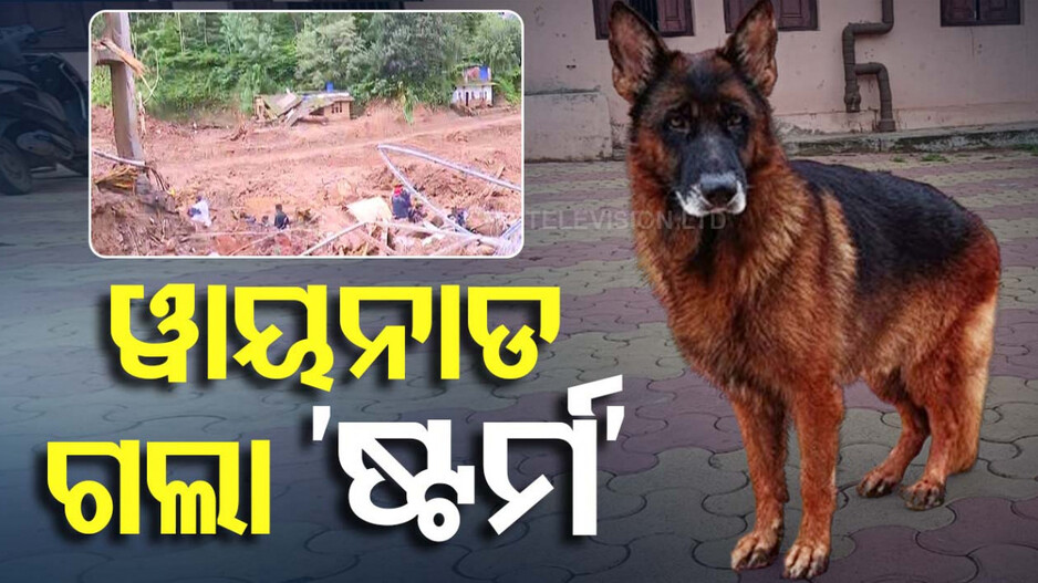 କେରଳ ଟ୍ରାଜେଡି: ଓଡ଼ିଶାରୁ ୱାୟନାଡ୍‌ ଗଲା ସନ୍ଧାନୀ କୁକୁର 'ଷ୍ଟର୍ମ'