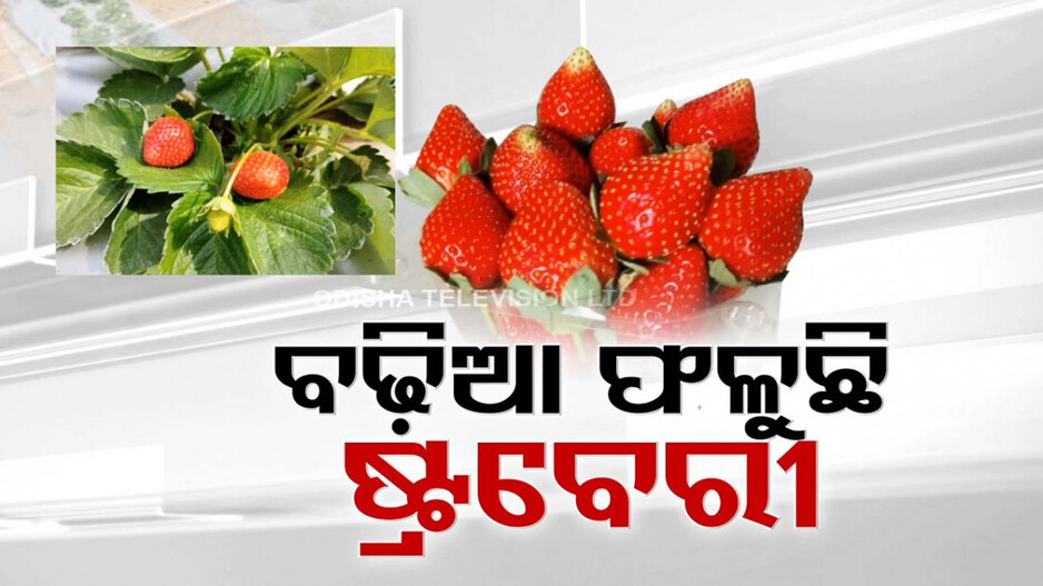 ହସୁଛି ନାଲି ଟହଟହ ଷ୍ଟ୍ରବେରୀ କ୍ଷେତ